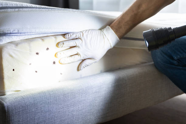 Best Bed Bug Extermination  in Goodman, MO